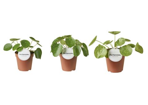Pilea peperomioides VARIEGATA MIX