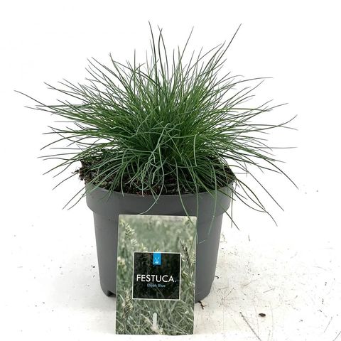 Festuca glauca 'Elijah Blue'