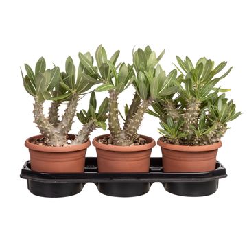 Pachypodium saundersii