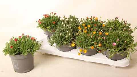 Delosperma cooperi LIDO MIX