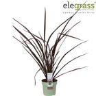 Phormium tenax 'Rubra Nana'