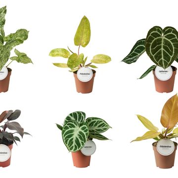 Piante verdi MIX