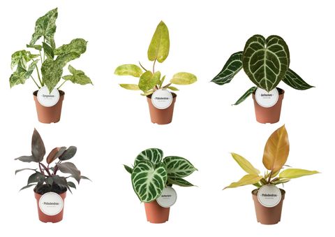 Piante verdi MIX