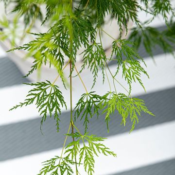 Acer palmatum 'Dissectum'