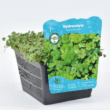 Hydrocotyle novae-zelandiae