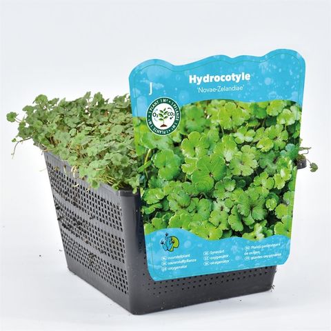 Hydrocotyle novae-zelandiae
