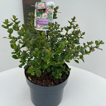 Escallonia 'Apple Blossom'