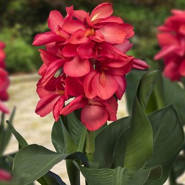 Canna 'Cannasol Happy Isabel'