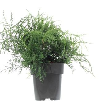 Juniperus virginiana 'Grey Owl'