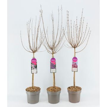 Syringa MIX