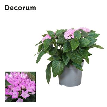 Pentas lanceolata STARCLUSTER LAVENDER