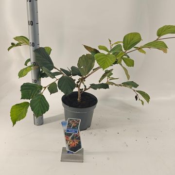 Hamamelis x intermedia 'Aphrodite'