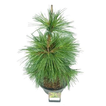 Pinus strobus 'Niagara Falls'