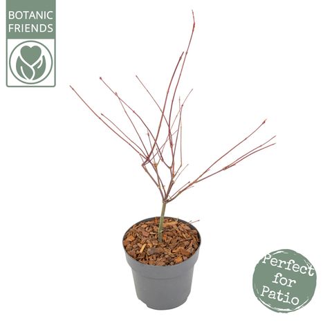 Acer palmatum 'Beni-maiko'