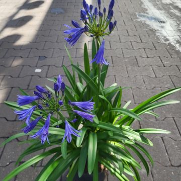 Agapanthus 'Charlotte'
