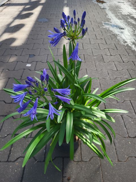 Agapanthus 'Charlotte'
