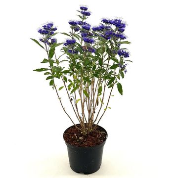 Caryopteris x clandonensis GRAND BLEU