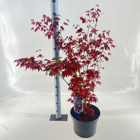 Acer palmatum 'Yezo-nishiki'