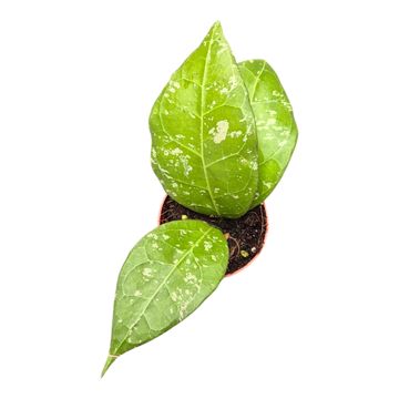 Hoya verticillata 'Lampung'