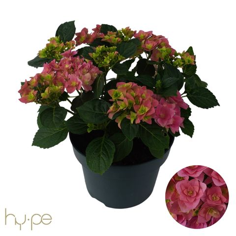 Hydrangea macrophylla 'Double Dutch Pink'