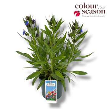 Anchusa azurea 'Feltham Pride'