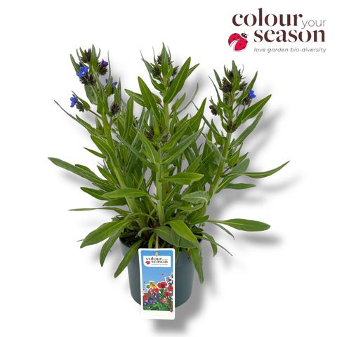 Anchusa azurea 'Feltham Pride'
