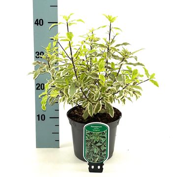 Pittosporum eugenioides 'Variegatum'