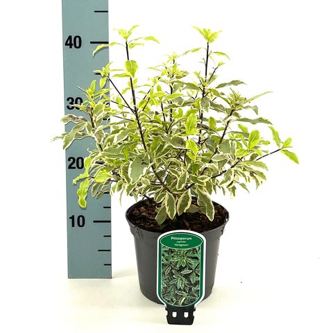 Pittosporum eugenioides 'Variegatum'