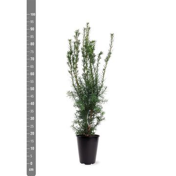 Taxus x media 'Hicksii'