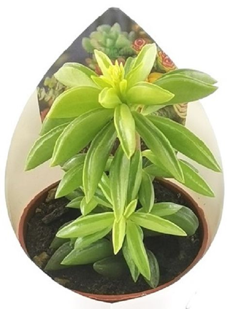 Peperomia dolabriformis