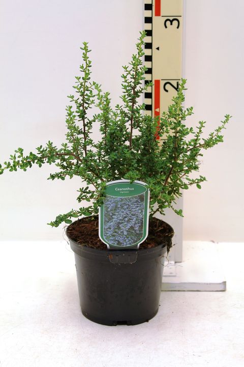 Ceanothus impressus