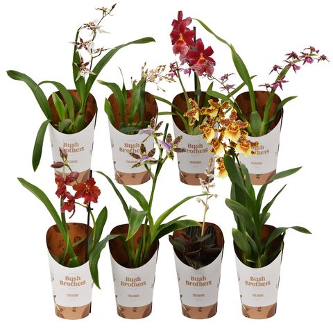 Orquídeas MIX