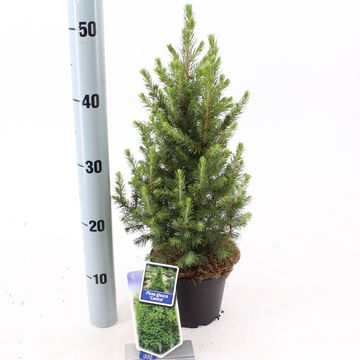 Picea glauca DECEMBER