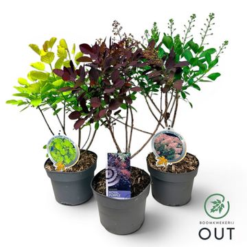 Cotinus coggygria MIX