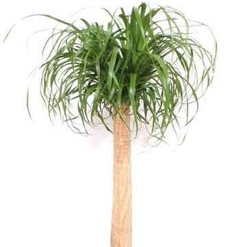 Beaucarnea recurvata