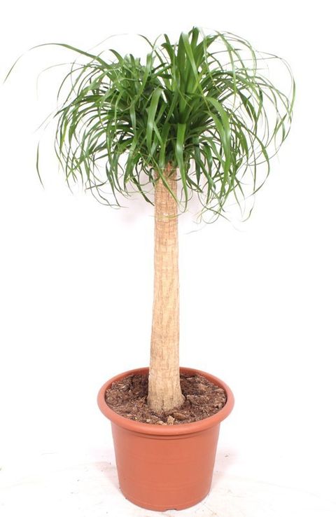 Beaucarnea recurvata