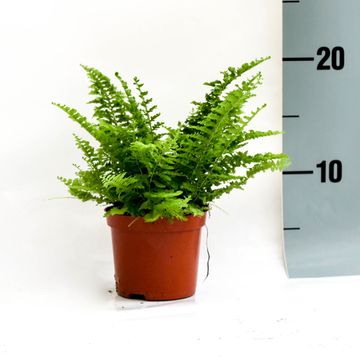 Nephrolepis exaltata 'Corditas'