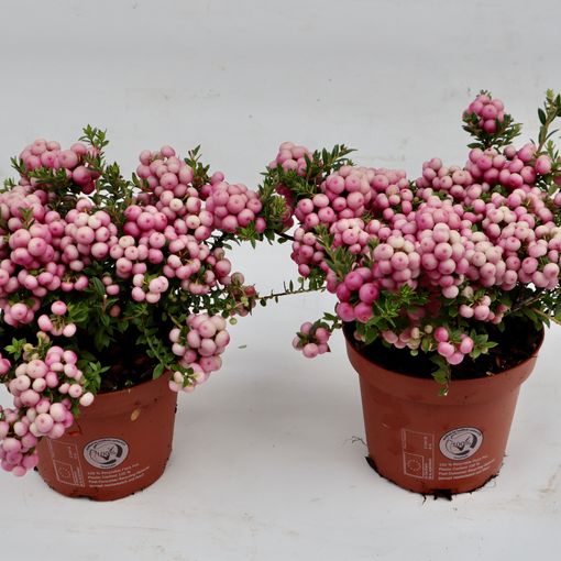 Gaultheria mucronata