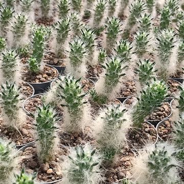 Austrocylindropuntia floccosa