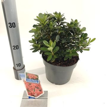 Rhododendron GEISHA ORANGE (AJ)