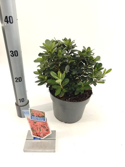 Rhododendron GEISHA ORANGE (AJ)
