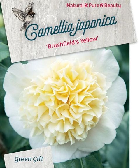 Camellia japonica 'Brushfield's Yellow'