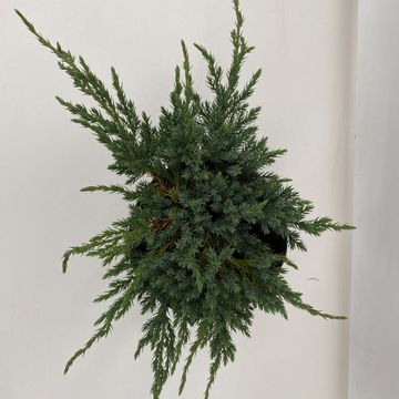 Juniperus squamata 'Blue Carpet'