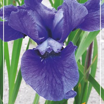 Iris sibirica 'Cote d'Azur'