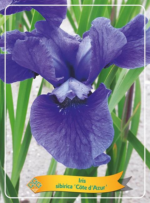 Iris sibirica 'Cote d'Azur'