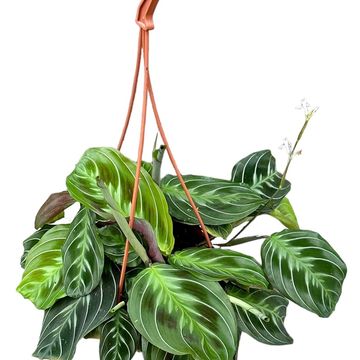 Maranta 'NoID'