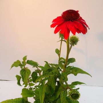 Echinacea LAKOTA ORANGE