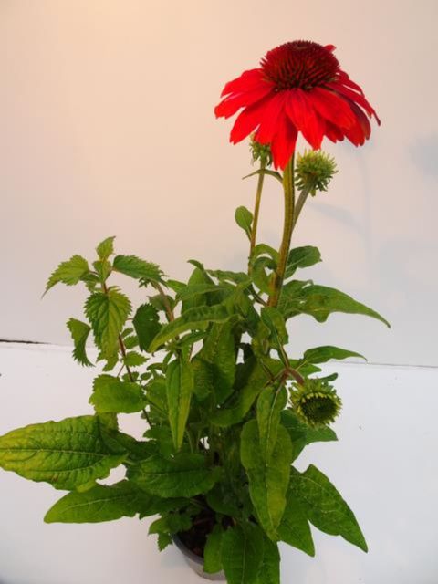 Echinacea LAKOTA ORANGE