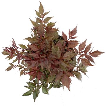 Astilbe 'Fanal'