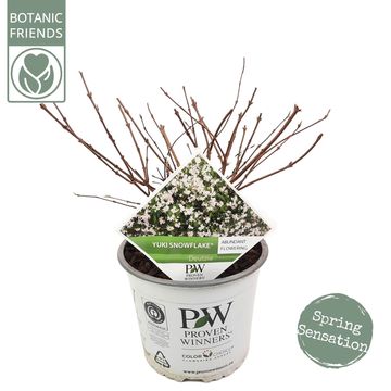 Deutzia YUKI SNOWFLAKE